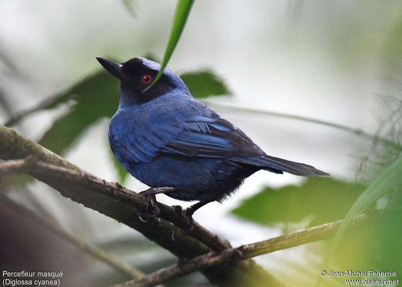 Masked Flowerpiercer