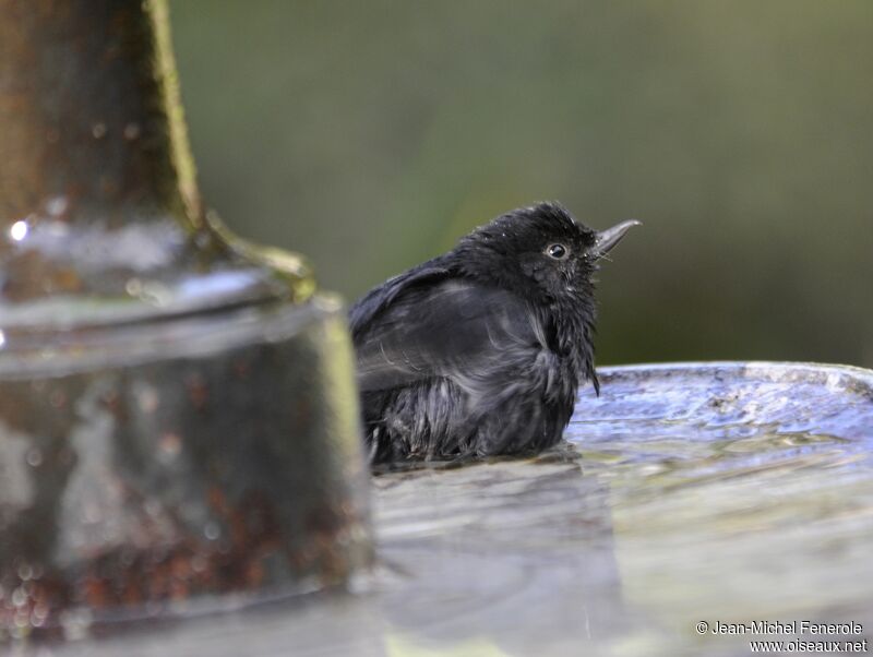 Black Flowerpiercer