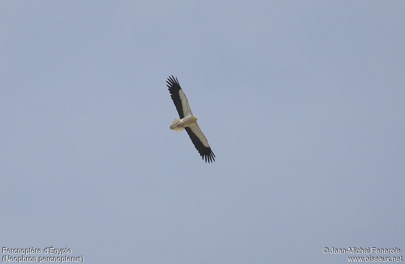 Egyptian Vulture