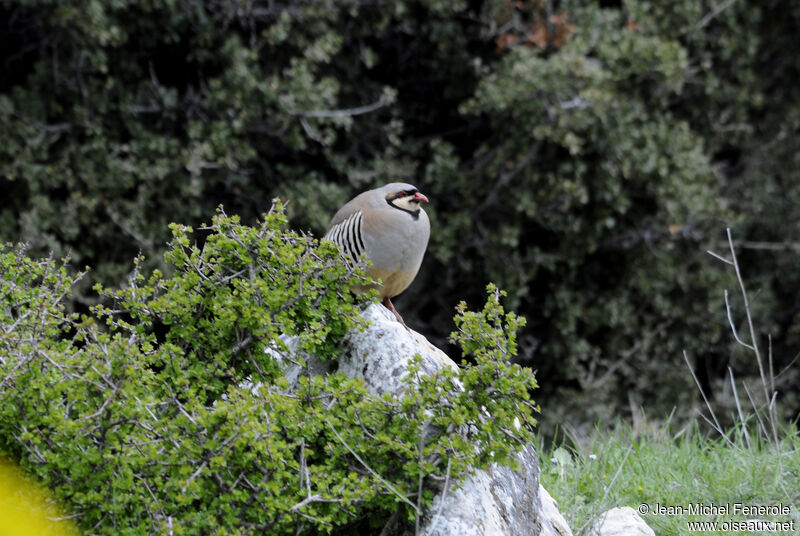 Chukar Partridgeadult