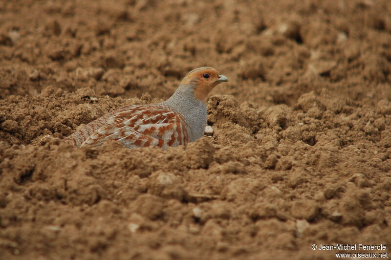 Grey Partridge