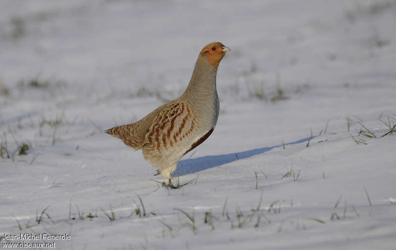 Grey Partridgeadult, identification