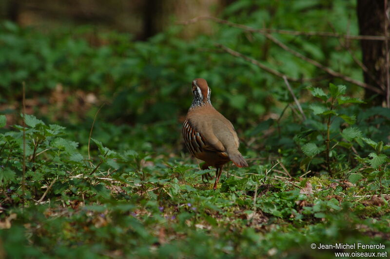 Red-legged Partridgeadult