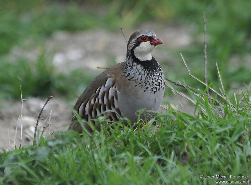 Red-legged Partridge