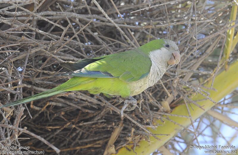 Monk Parakeet