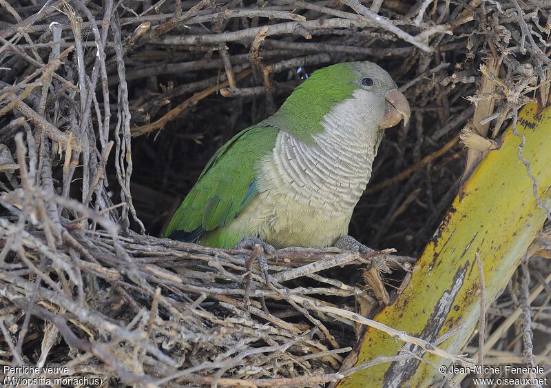 Monk Parakeet