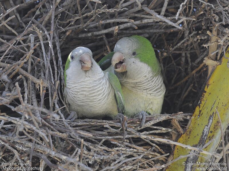 Monk Parakeet