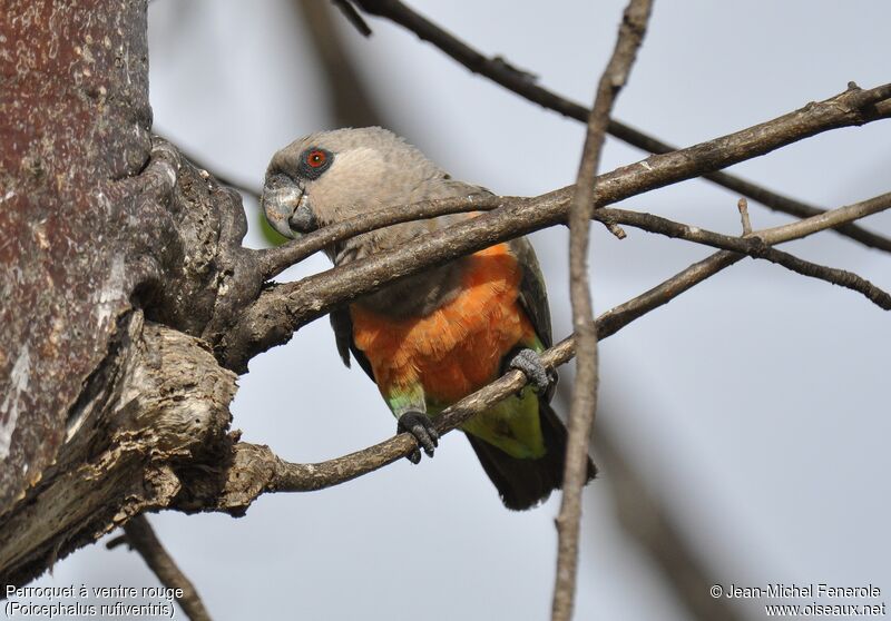 Red-bellied Parrot