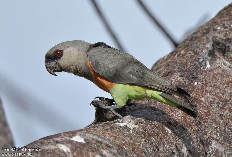 Red-bellied Parrot male adult