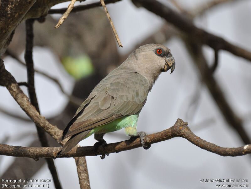 Red-bellied Parrot