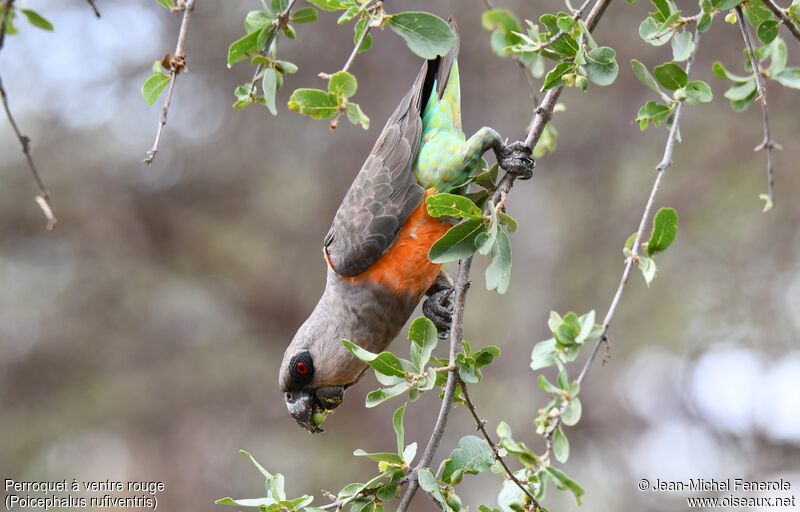 Red-bellied Parrot