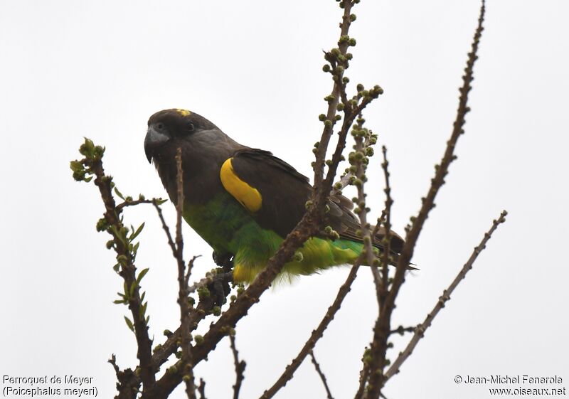 Meyer's Parrot