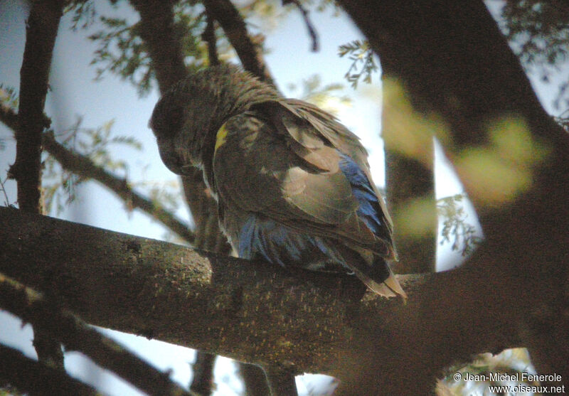 Rüppell's Parrot