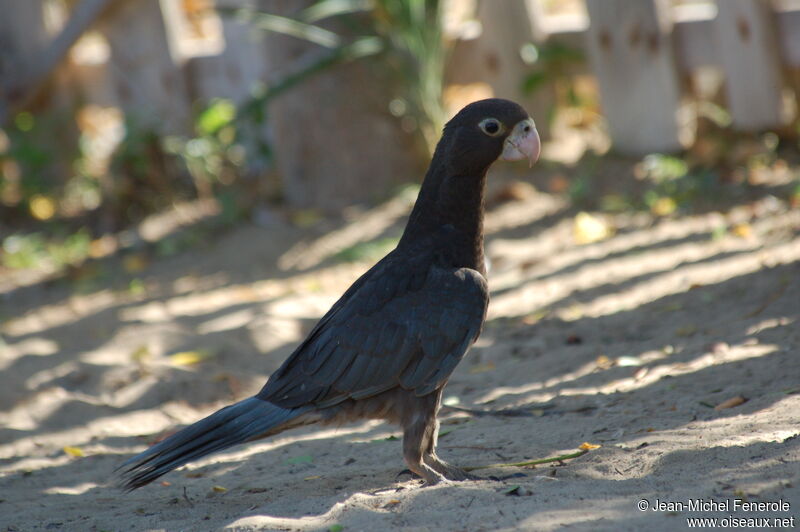 Greater Vasa Parrot