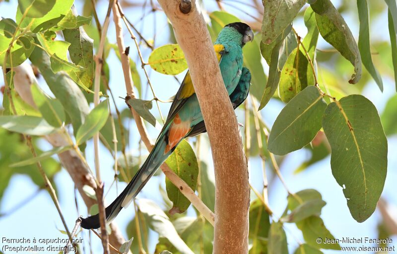 Hooded Parrot