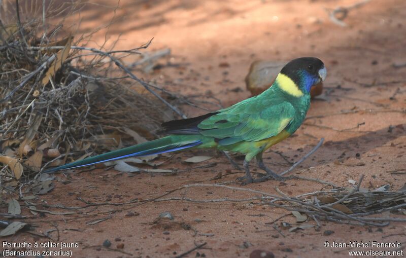 Australian Ringneck