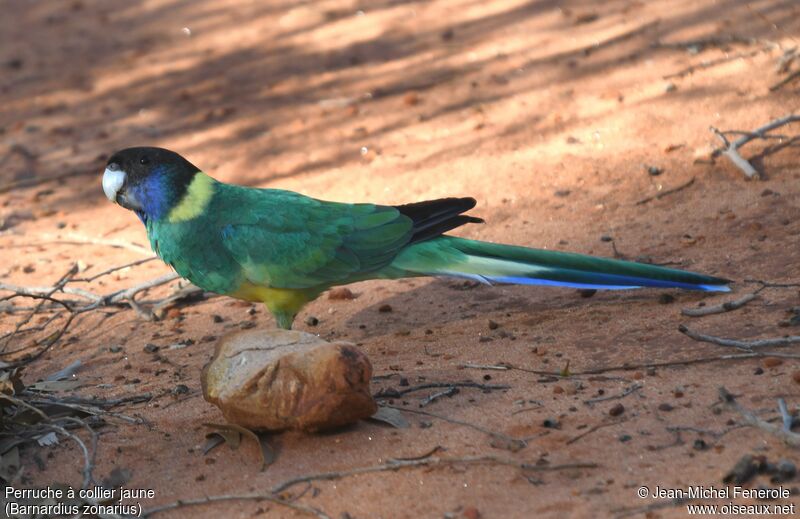 Australian Ringneck