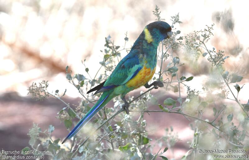 Australian Ringneck