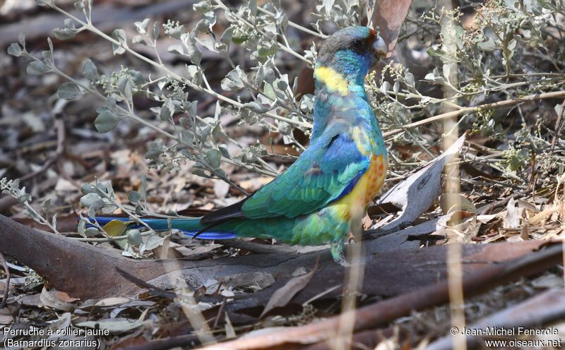 Australian Ringneck