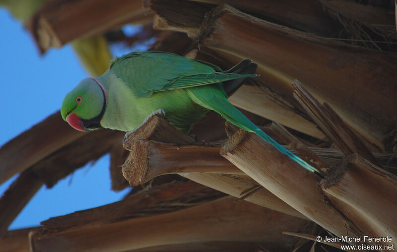 Rose-ringed Parakeet