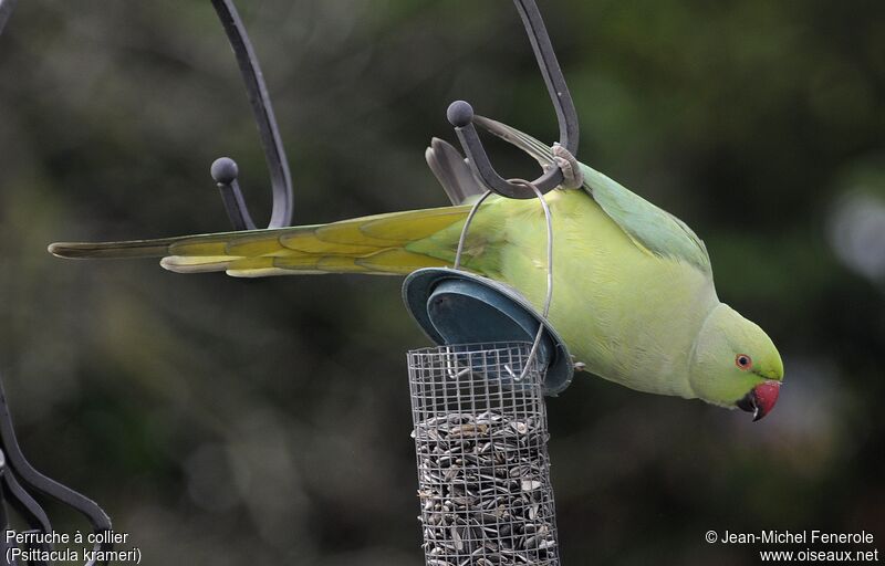 Rose-ringed Parakeet