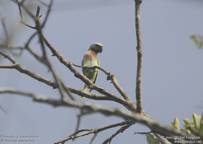 Red-breasted Parakeet