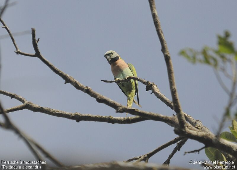 Red-breasted Parakeet