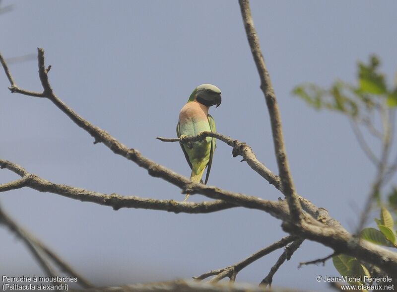 Red-breasted Parakeet