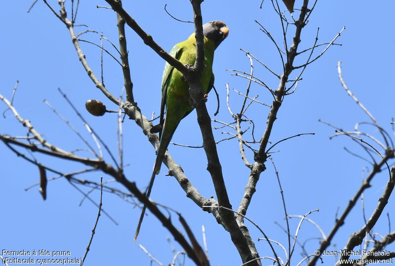 Plum-headed Parakeet female