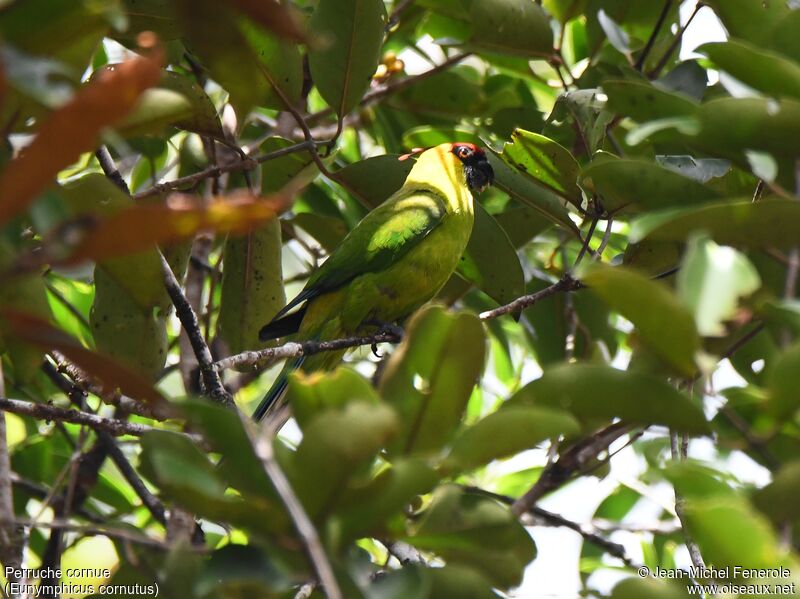 Horned Parakeet