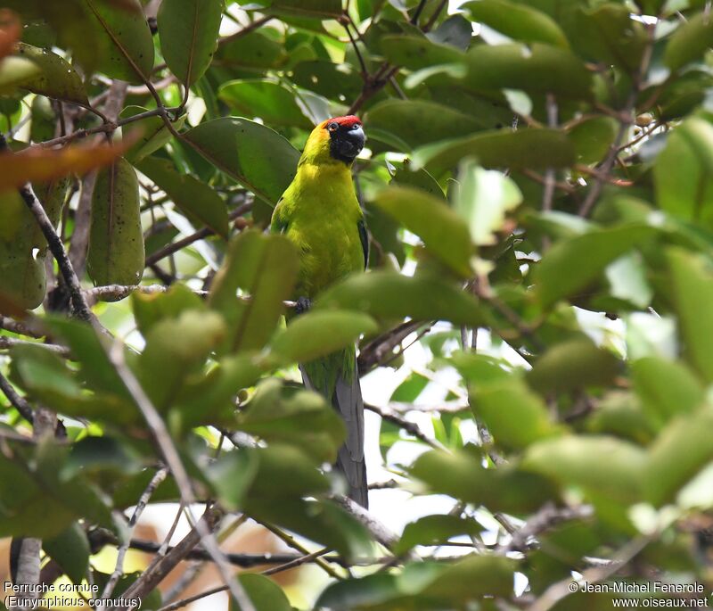 Horned Parakeet