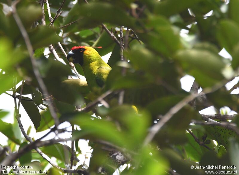 Horned Parakeet