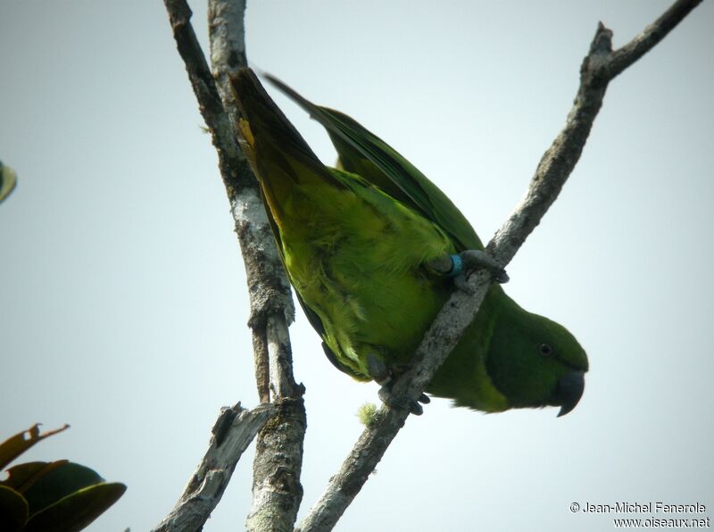 Echo Parakeet