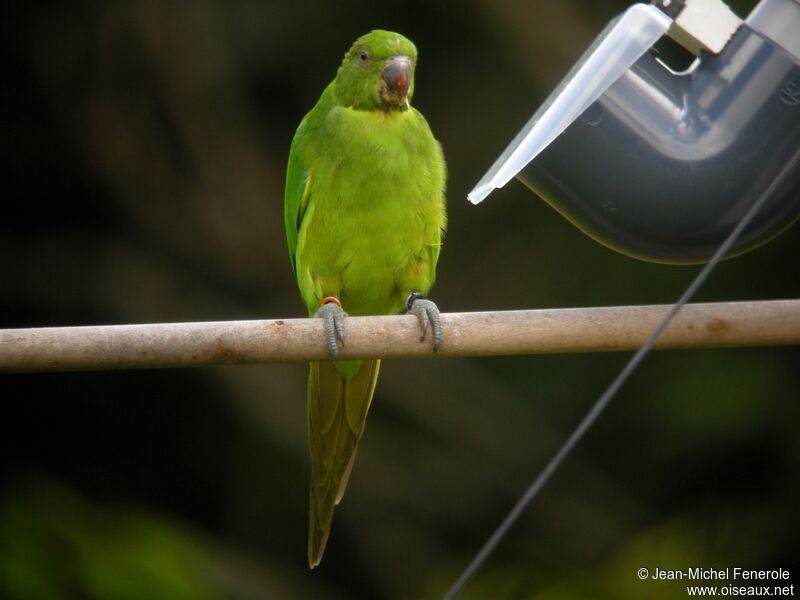 Echo Parakeet