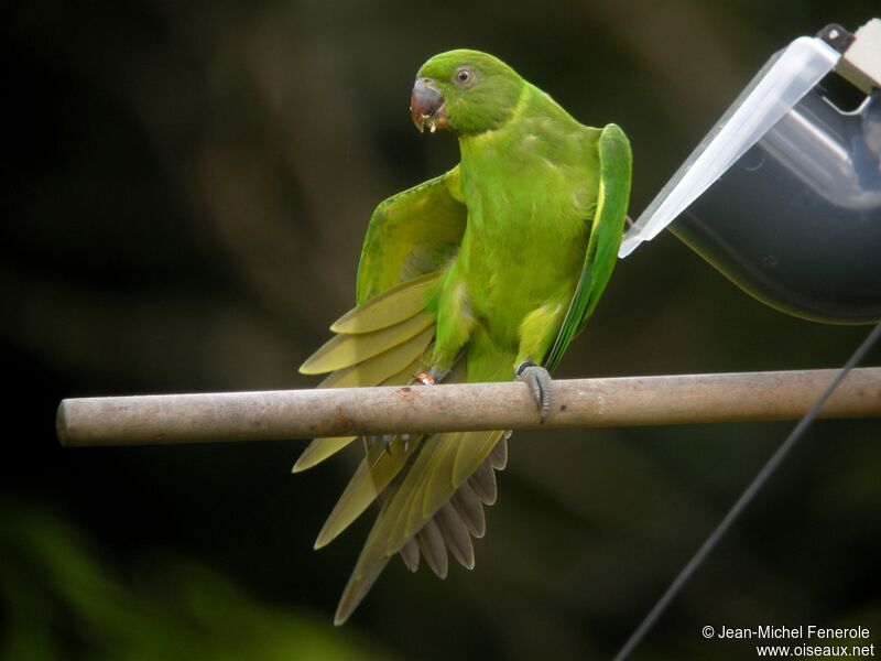 Echo Parakeet