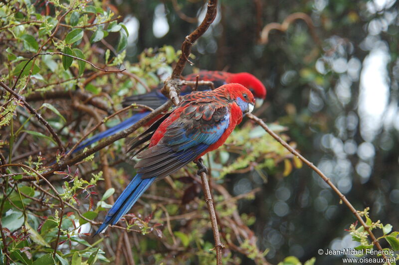 Crimson Rosella