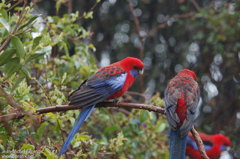 Crimson Rosellaadult, identification