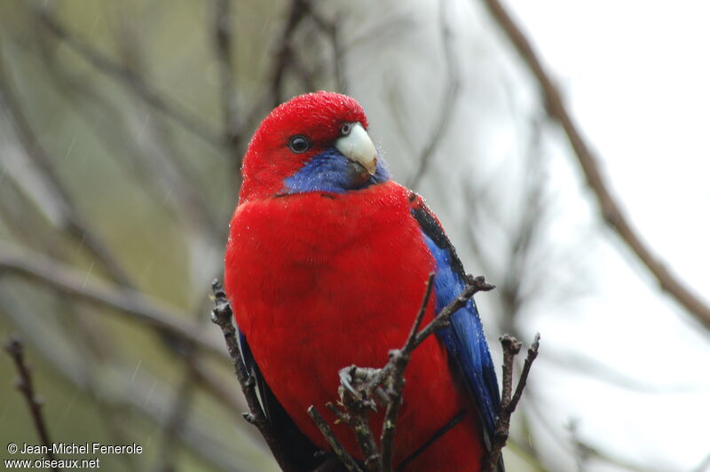 Crimson Rosella