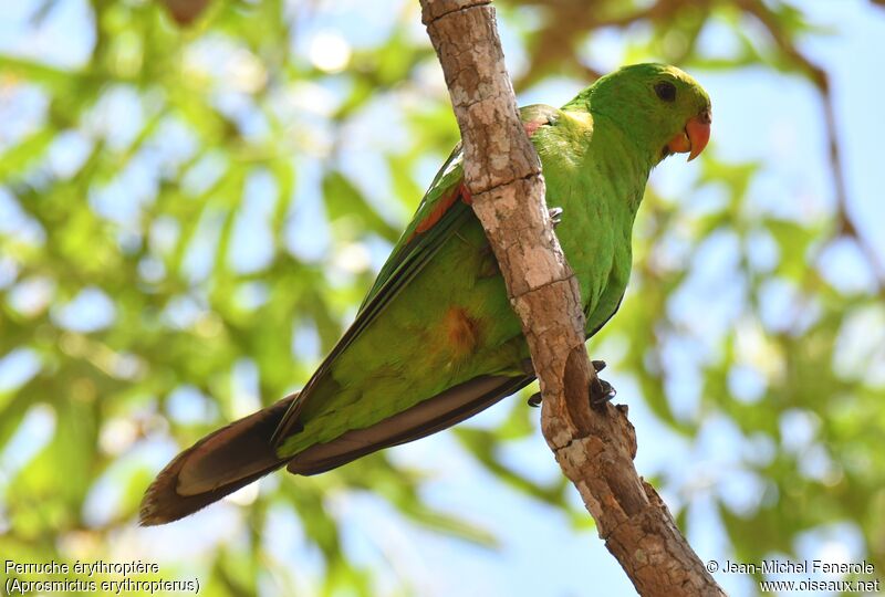 Red-winged Parrot