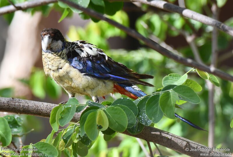 Northern Rosella