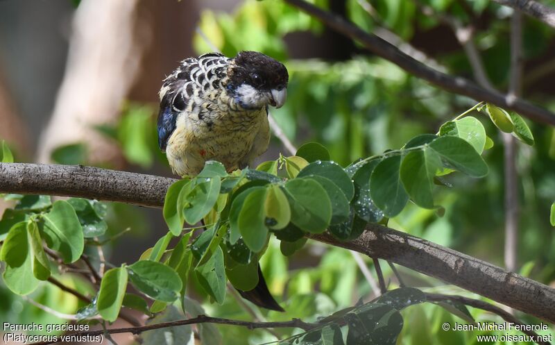 Northern Rosella