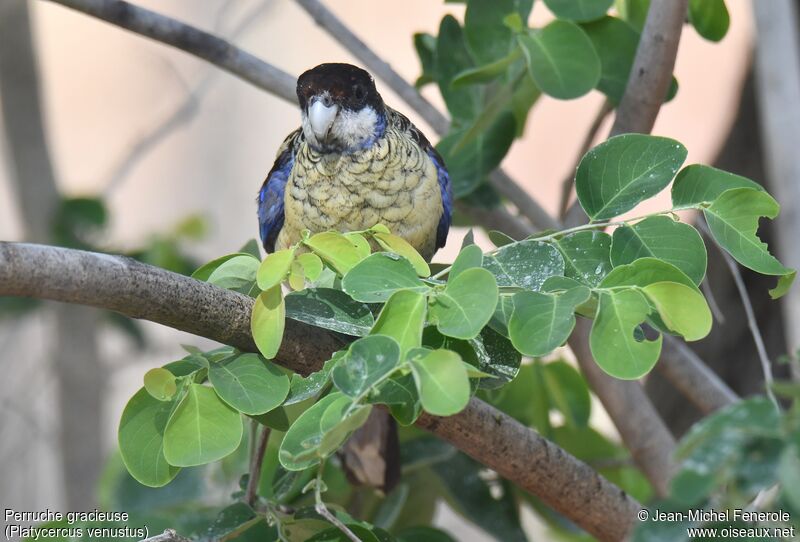 Northern Rosella