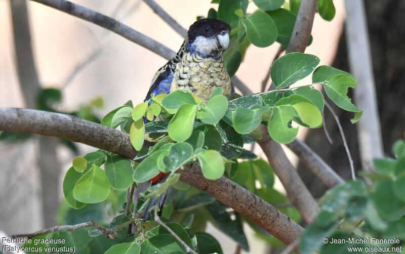 Northern Rosella