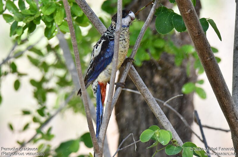 Northern Rosella