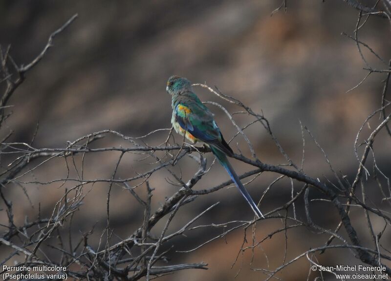 Mulga Parrot male