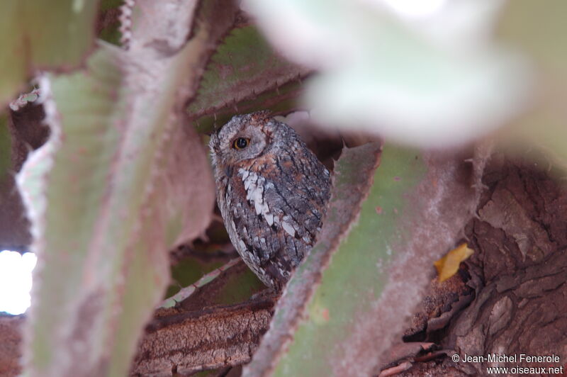 African Scops Owl