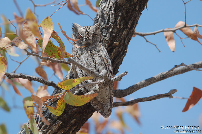 African Scops Owl, identification