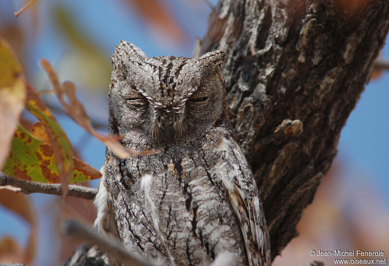 African Scops Owl, identification