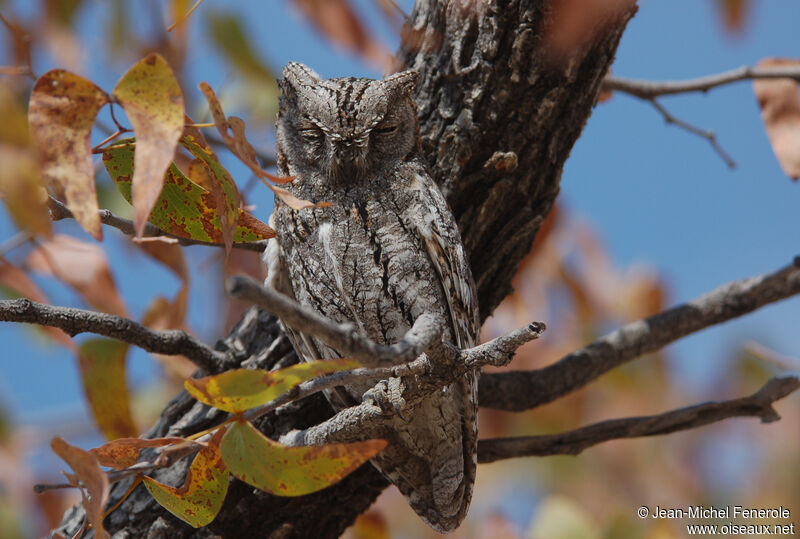 African Scops Owl, identification