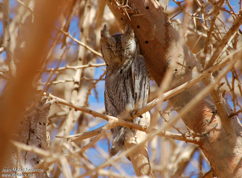 Pallid Scops Owladult post breeding